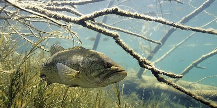 Large Mouth Bass