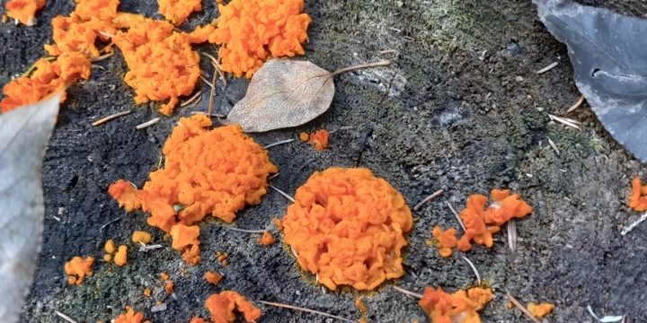 orange peel mushrooms
