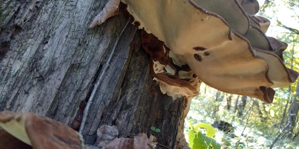 Oyster mushroom