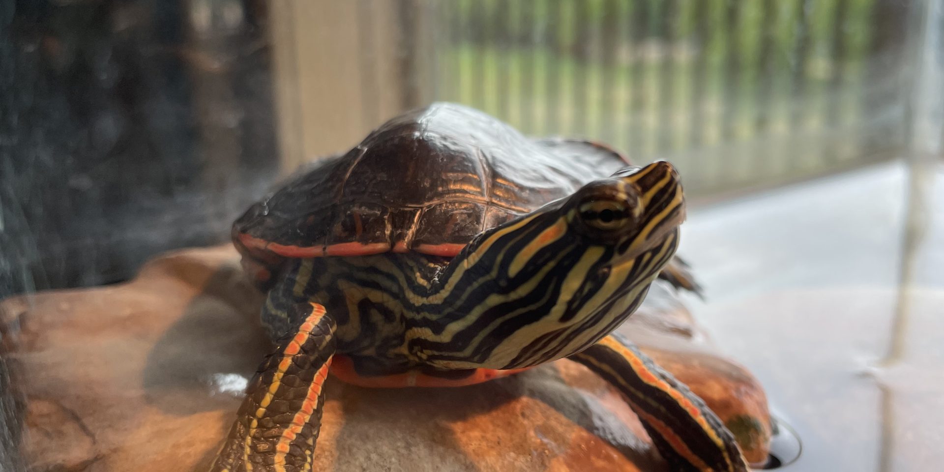 Painted turtle on a rock with yellow striped legs and colored shell.
