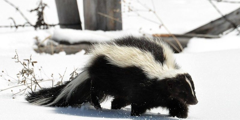 Striped Skunk in snow