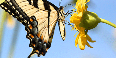 Swallowtail butterfly sitting on a yellow flower.