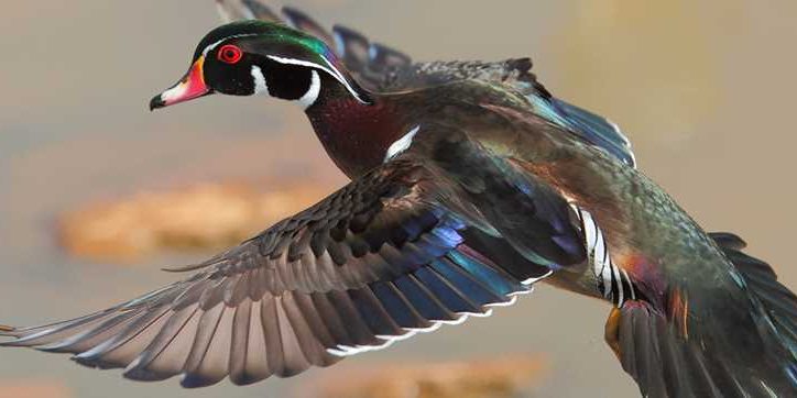 Wood duck in flight with bright bill and red eyes.