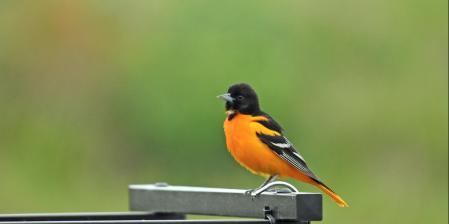 baltimore oriole