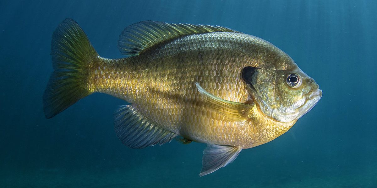 bluegill