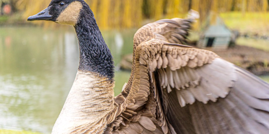 Canada goose