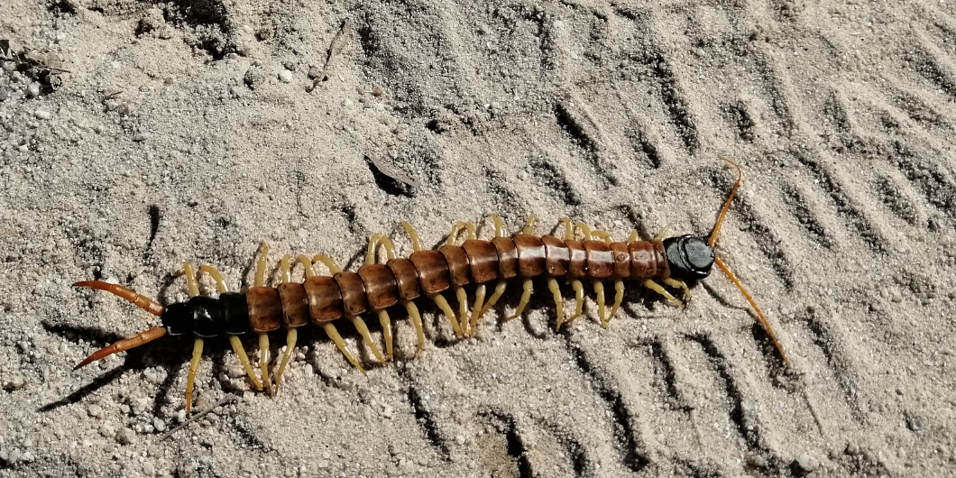 centipede crawling across the sand.