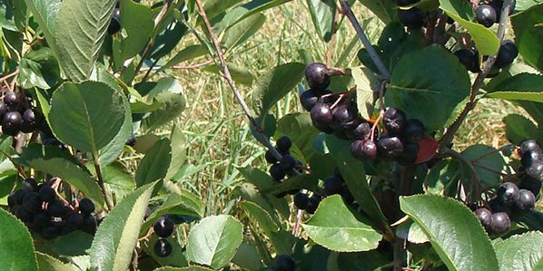 chokeberry
