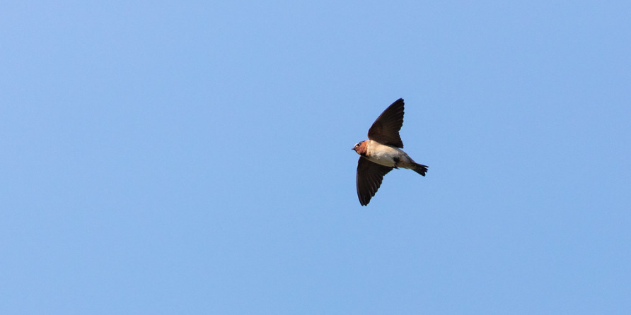 cliff swallow