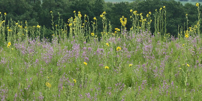 compass plants and showy tick trefoil