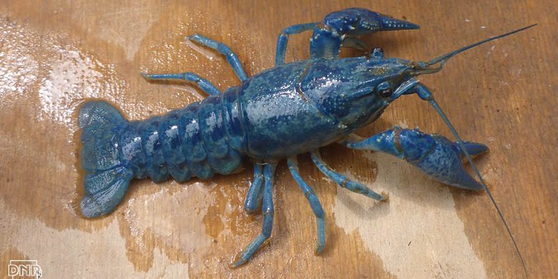 blue crayfish
