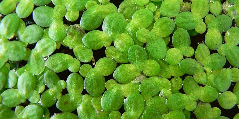 duckweed