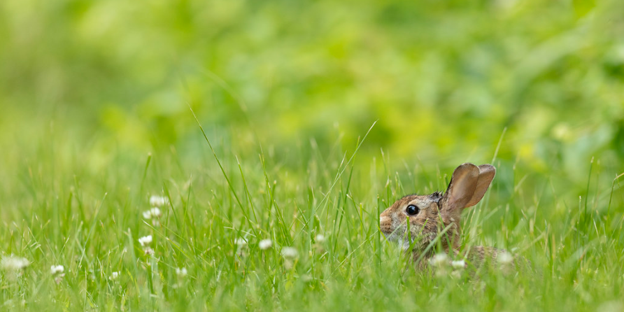 eastern cottontail poking head up out of the grass.
