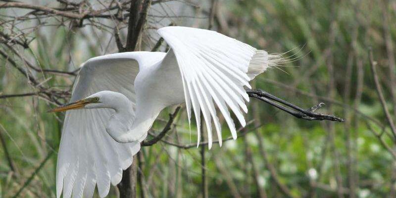 egret in flight