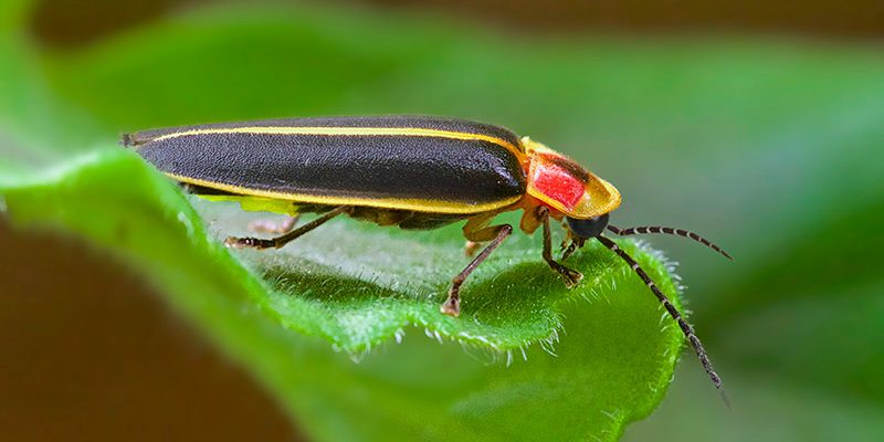 firefly