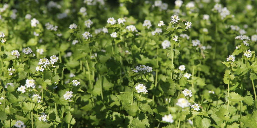 garlic mustard flowering plant.