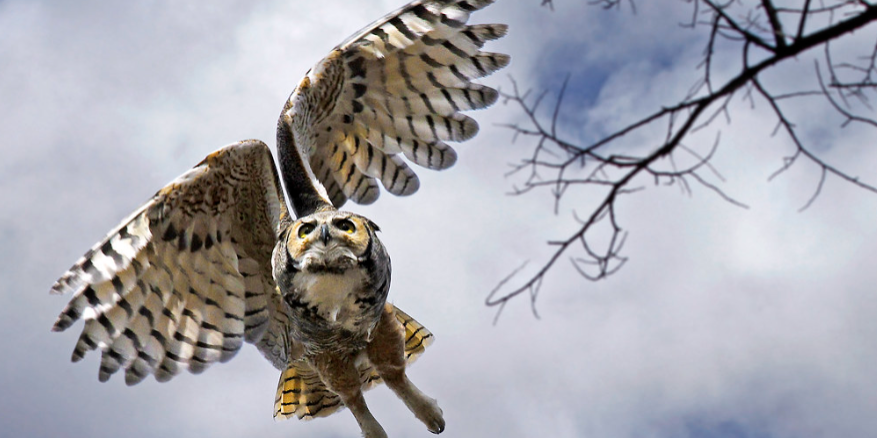 great horned owl in flight