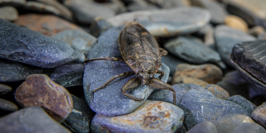 giant water bug sitting on a grey rock.