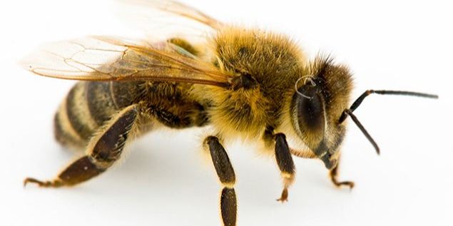 honeybee
