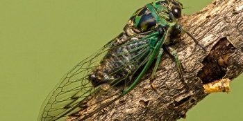 Cicada on branch