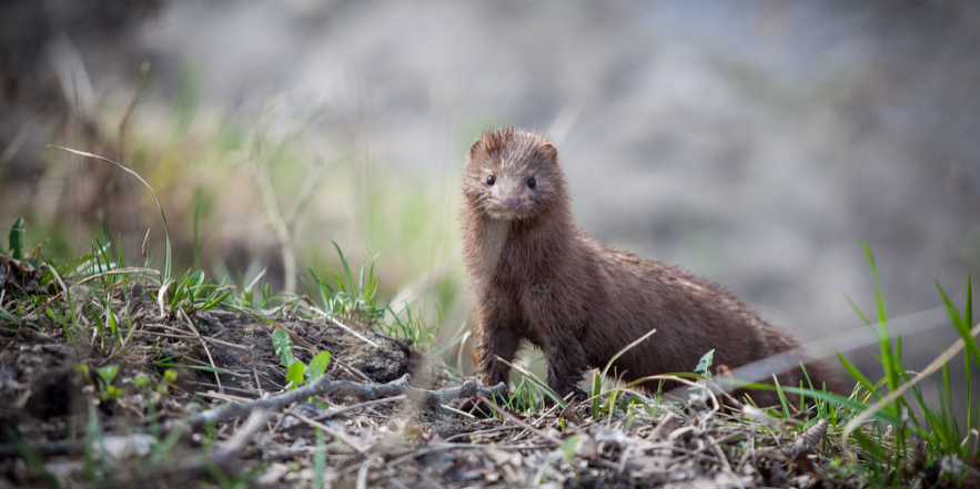 mink walking over brown sticks and green grass.
