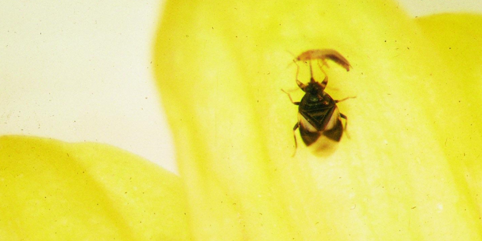 minute pirate bug on yellow flower.