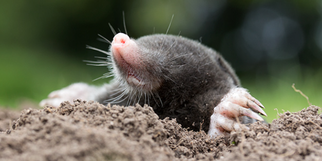 Mole coming out of the dirt.