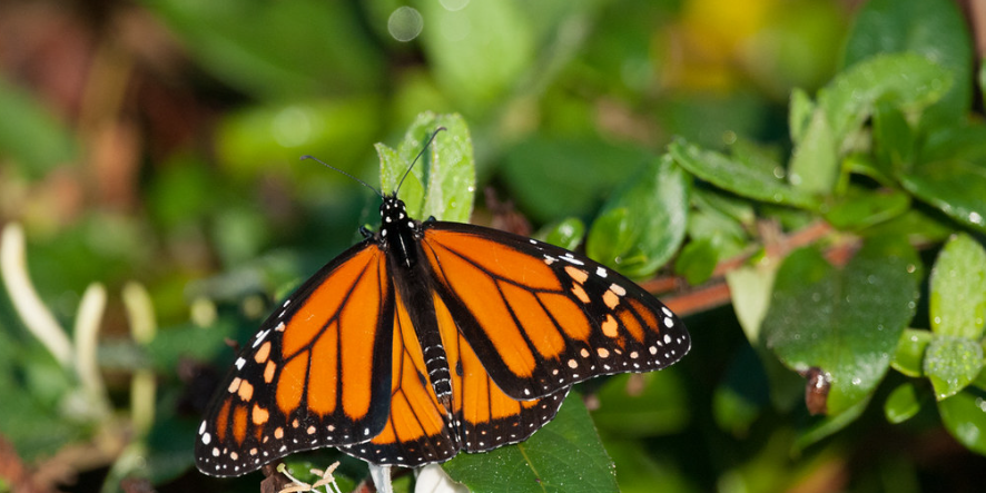 monarch butterfly resting on a plant.