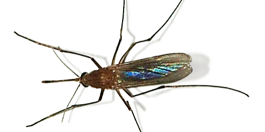 Mosquito insect close up