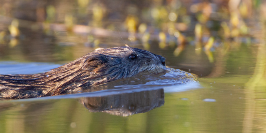 Muskrat swimming in water.