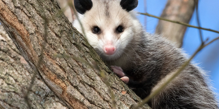 opossum in a tree.