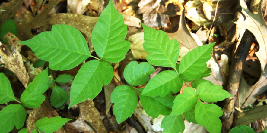 poison ivy growing on the ground.