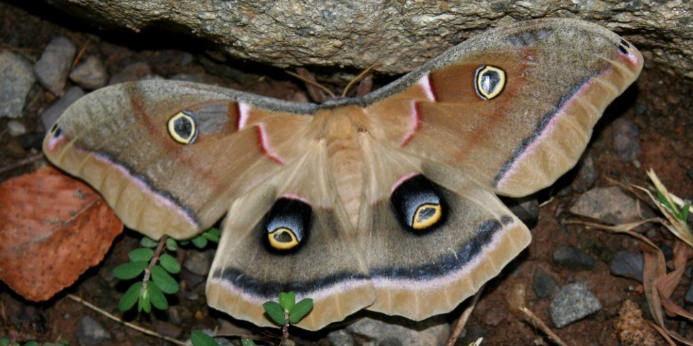 polyphemus moth against a tree showing the eyes on the wings.