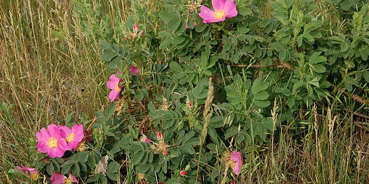 prairie rose