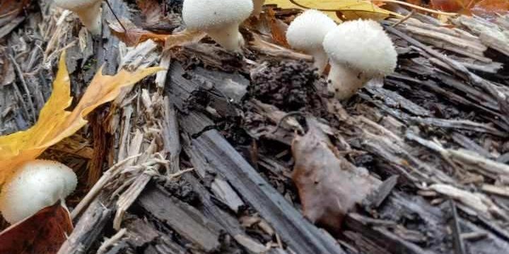 puff ball fungi
