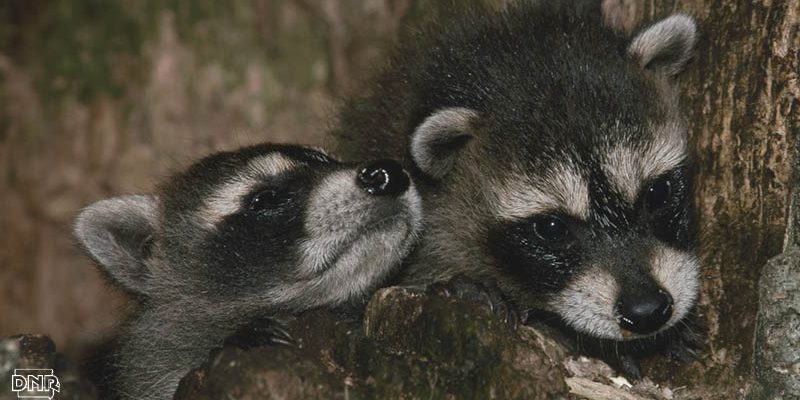 Two young raccoons snuggle closely in a tree cavity.