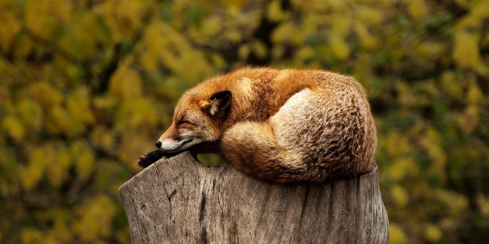 red fox curled up on the top of a tree stump sleeping.