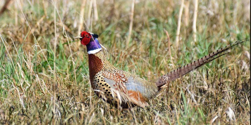 ring necked pheasant