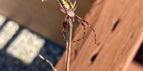 spider