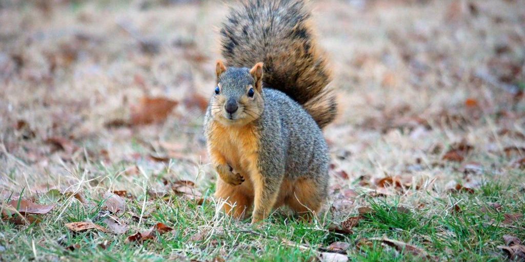 Grey squirrel on the ground with tail in the air.