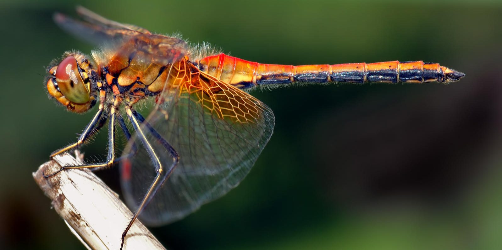orange dragonfly close up