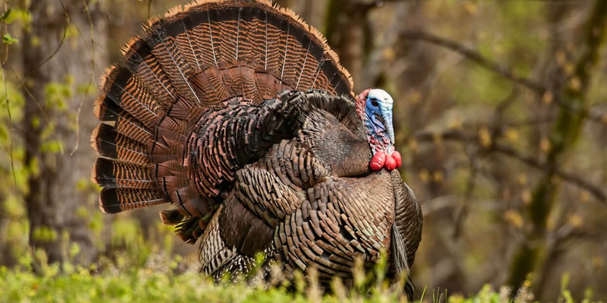 turkey male with tail feathers on display.
