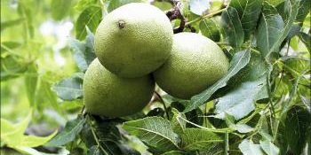 Three green walnuts hanging from a branch surrounded by lush, green leaves.
