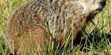 Woodchuck on the ground in the grass.