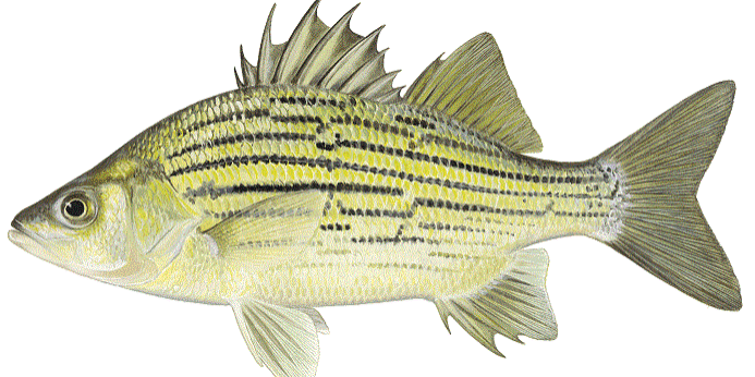 yellow bass
